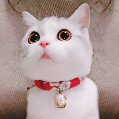 Axgo Adjustable Cat Collar With Flowers - Cute PU Leather Collar 1.3cm X 32cm In Red