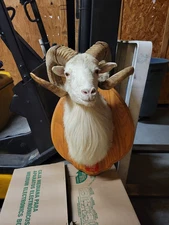 Dall Sheep Ram Head Taxidermy Shoulder Mount For Sale