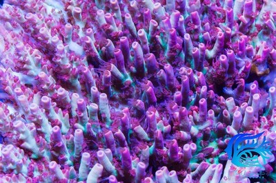 Strawberry Shortcake - WYISWYG  | Live SPS Coral | Aqua-cultured