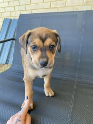 amstaff x rottweiler