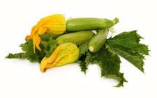 15 graines de Courgette Genovese BIO - variété ancienne précoce