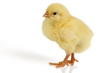 K&uuml;ken / Eintagsk&uuml;ken - 5 Kg  - Frostfutter f&uuml;r Katzen Schlangen & Greifv&ouml;gel