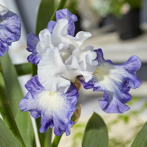 T&M Iris Germanica Duo Bearded Iris Plants Rose de Perse & Miles Ahead