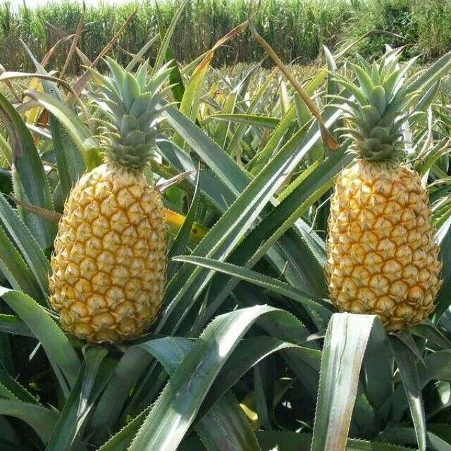 15+ Queen Pineapple Seeds for Garden Planting - USA - FREE SHIPPING! | eBay