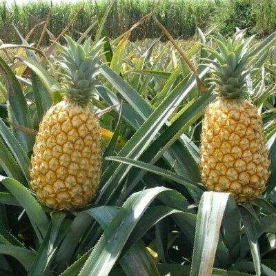 15+ Queen Pineapple Seeds for Garden Planting - USA - FREE SHIPPING! | eBay