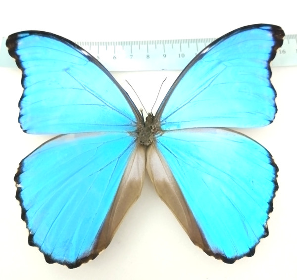 Morpho GODARTII ASSARPAI, male, turquoise/blue color form, Cusco, Peru, A1