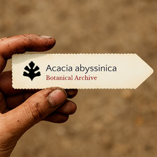 Acacia abyssinica | Flat Top Acacia | 1000 SEEDS -
