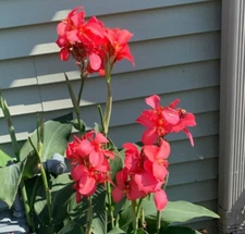 5 - CITY OF PORTLAND Giant Canna Lily Bulb Tuber Rhizomes * CORAL PINK FLOWERS
