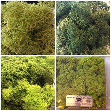 Reindeer Moss, 3 colors, you chose, preserved Moss 2oz for Crafts  Plants 80g