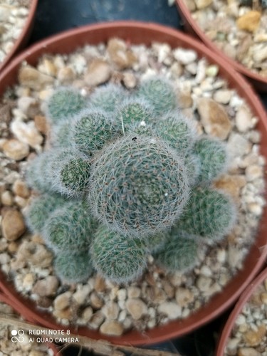 REBUTIA CV. SUNRISE POT 10 RIF R023 NO COPIAPOA AZTEKIUM ARIOCARPUS AGAVI CACTUS - Bild 2 von 6