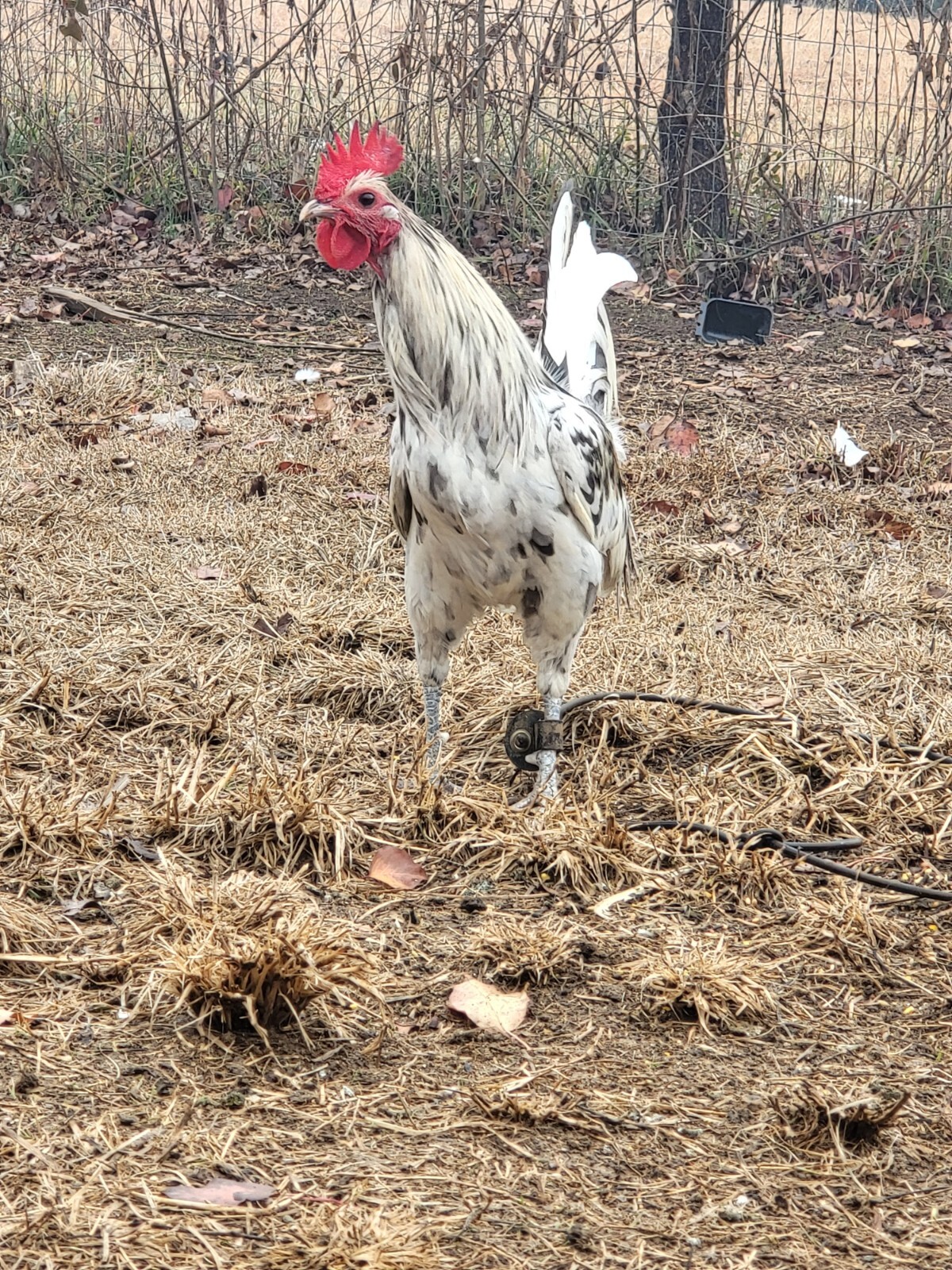 8 Pure Mug Gamefowl Eggs eBay