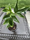 Passionfruit Vine Passiflora Purple Passionflower COLD HARDY Live Plant 4