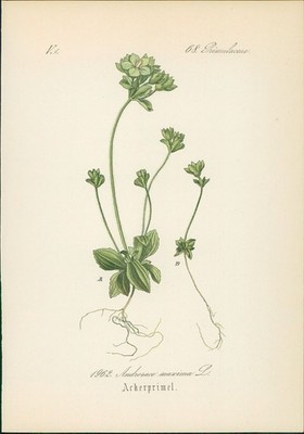 Chromolithographie : Ackerprimel. Acker-Mannsschild. Androsace maxima L. Primula