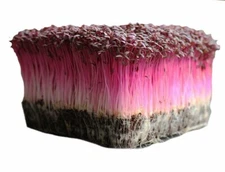 Bulk Red Garnet Amaranth MICROGREEN Seeds for Sprouting Non-GMO Heirloom USA