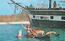 HAWAII~SEA LIFE AMUSEMENT PARK~PORPOISE-ALOHA GREETING IN WHALE'S COVE POSTCARD