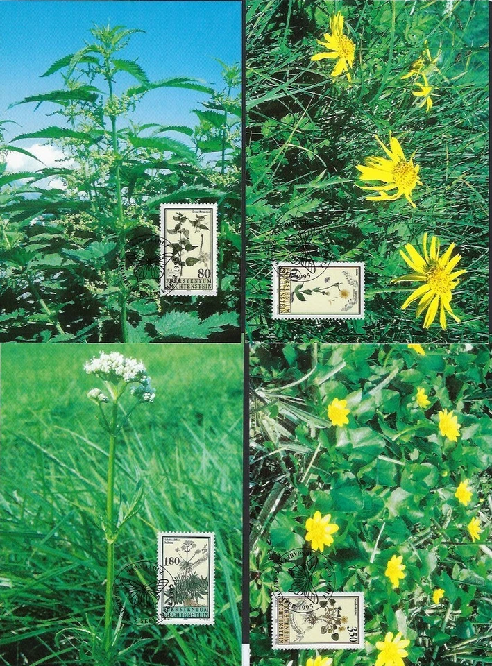(LIE-210)Liechtenstein 1995 Medicinal Plants set SG 1107-10 unused on Maxi Cards - Image 2 of 4