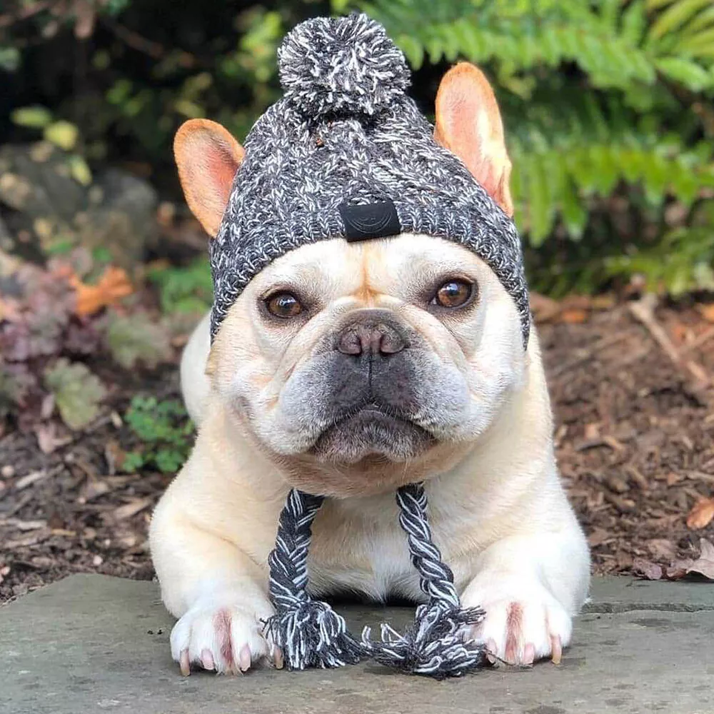 French bulldog top puppy supplies