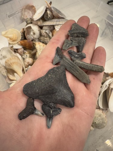 Florida Megalodon shark tooth fossil and Seashell DIG KIT. OVER 6 LBS! - Picture 12 of 13