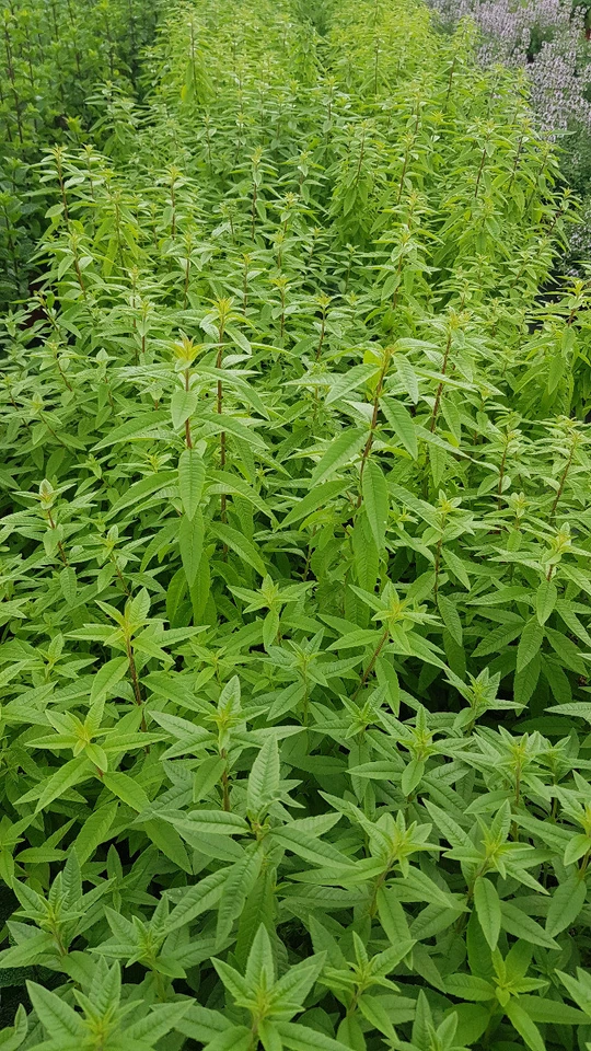 Aloysia citriodora / Zitronenverbene / Eimer / Aromatisch / Entfernt die ... - Bild 2 von 4