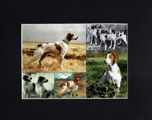 Brittany Spaniel - CUSTOM MATTED Dog Art Print - Colorful Collage