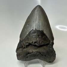 Megalodon Shark Tooth 4.83 Inch - Natural - Authentic Fossil - Amazing 20723