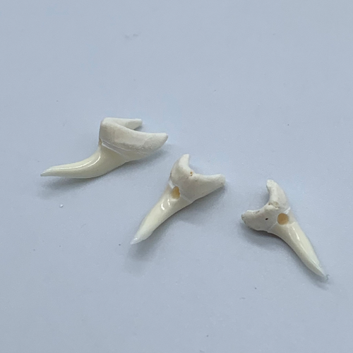 Mako Shark teeth real natural for making jewelry 0.75" in 120 pieces - Picture 6 of 12