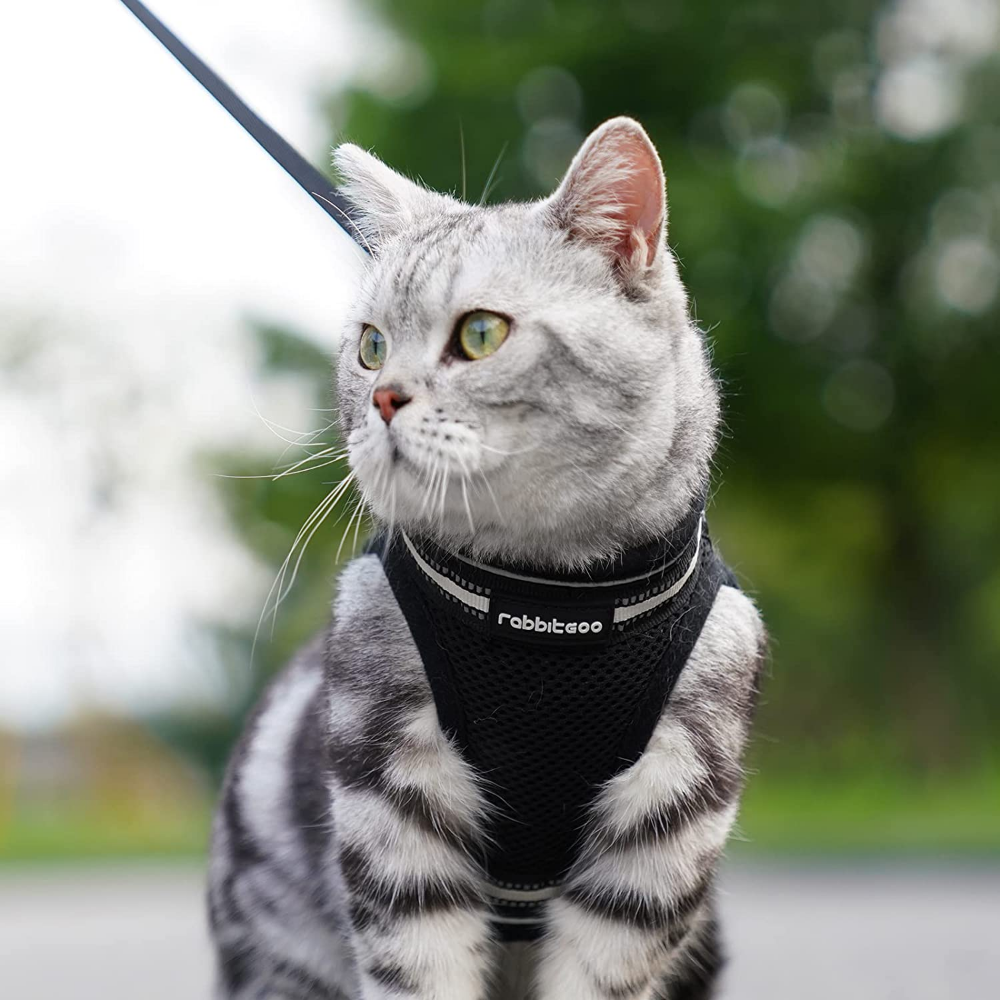 Rabbitgoo Cat Harness And Lead Escape Proof Small Dog Adjustable Mesh