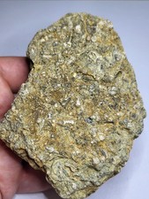 Isle of Wight Fossiliferous Limestone &ndash; Fossil Gastropods &ndash; Thorness Bay Ref001