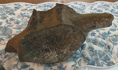 Whale Vertebrae Fossil From Wing to Wing  10'' inches. 3.5'' tall.  3 lbs. 3.9 oz.
