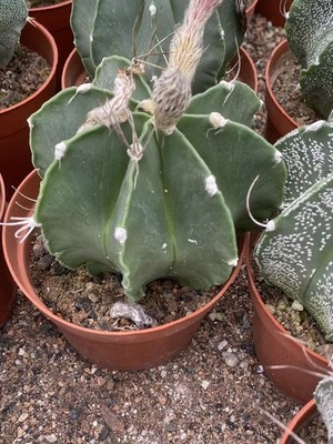 1pcs 5-7cmSucculent cactus Plant Astrophytum capricorne var. green seedgrowth#兴