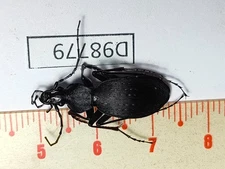 D98779-insects Carabidae from Vietnam North