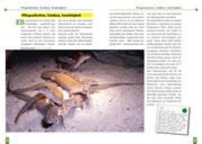 Thumbnail - Der Stachelschwanzwaran Varanus Acanthinurus Jürgen Lipfert (u. A.)