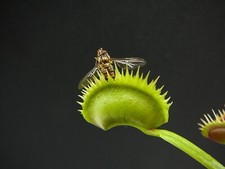 Dionaea muscipula f. heterodoxa - Venusfliegenfalle