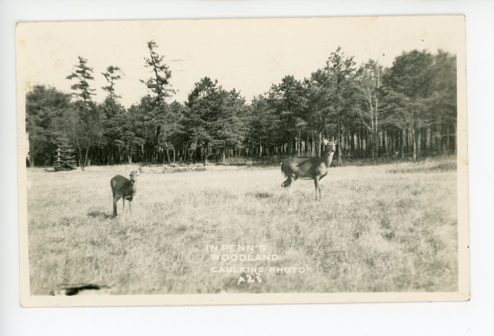 Deer in Penn's Woodland—Vintage RPPC Caulkin's Photo Allegheny 1940s eBay