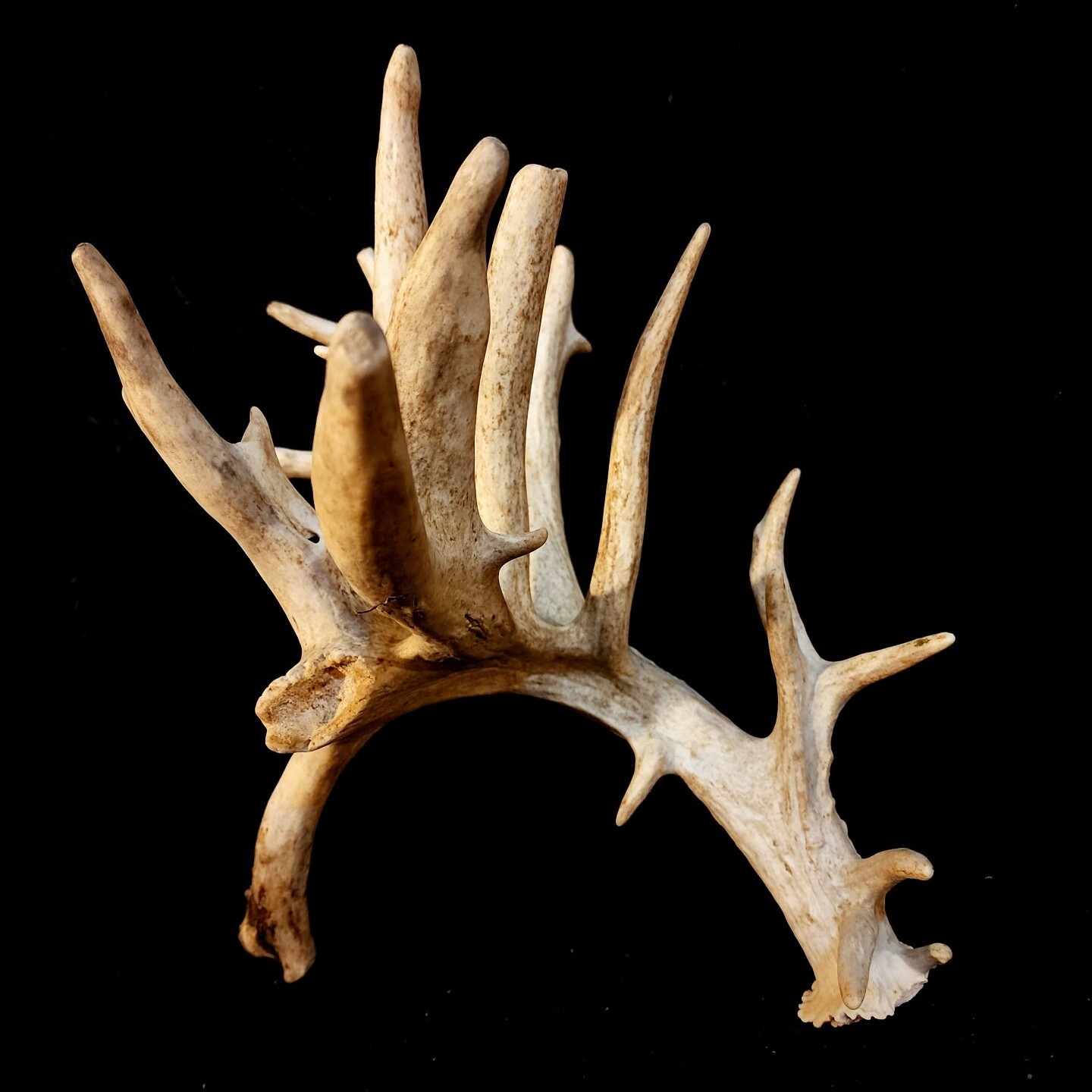 130” Big SELF STANDING 20 Point Whitetail Deer SHED ANTLER Racks Skull