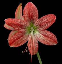 Hippeastrum pardinum, amaryllis species and bulbs, just 1