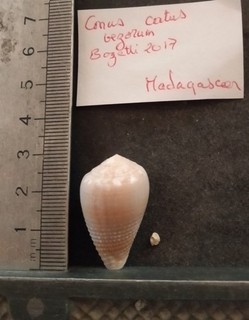 COLLECTION COQUILLAGE : CONUS CATUS VEZORUM
