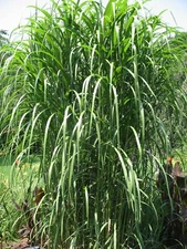 Miscanthus floridulus Giganteus GIANT SILVER GRASS Seeds!