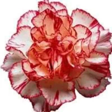 50 Seeds Avranchin RED & WHITE CARNATION Dianthus Caryophyllus Chabaud Flower