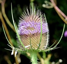 100 purple Teasel flower seeds, DIPSACUS FULLONUM, organic wild flower, FREE S/H