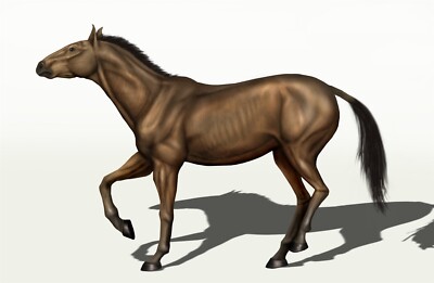 EQUUS CONVERSIDENS MEXICAN HORSE GLOSSY POSTER PICTURE PHOTO PRINT BANNER 10126