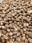 Queen Palm Seeds - Multiple Options Available