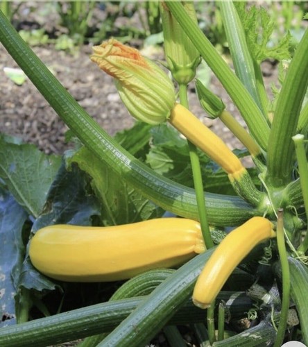 35 Plus Straightneck Summer Squash Seeds-Early Prolific1 Non GMO-open Pollinated - Picture 2 of 3