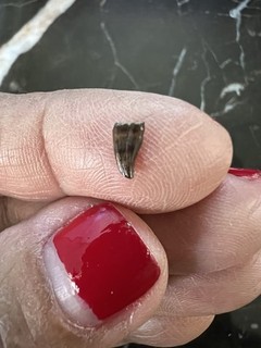 Avisaurus Tooth dinosaur age fossil