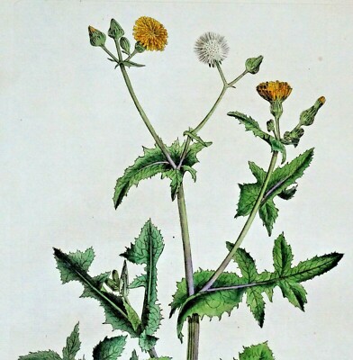 Antique Botanical Print COMMON SOWTHISTLE Curtis Large  Flora Londinensis 1777
