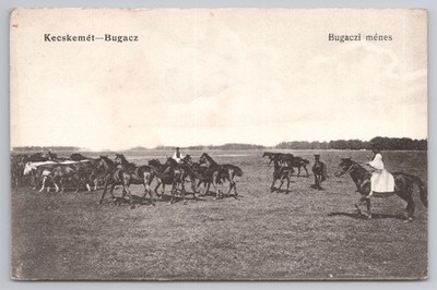 Kecskemet Bugac Ungarn Pferd Herde Menes Puszta Csikos Pferde 1910er