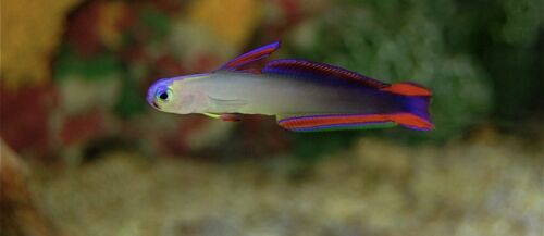 (2) Purple Firefish Goby *FREE SHIPPING*Live Saltwater Fish Aquarium!