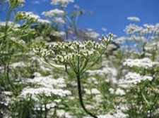 CUMIN SEED, HEIRLOOM, NON GMO, 25 SEEDS, HERB SEED FOR GROWING