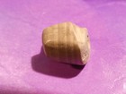 ANCIENT PYU SOLOMONS AGATE PARROT SHAPED AMULET BEAD SECTION 9.5-8.8 MM — photo 2