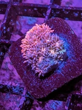 WYSIWYG RARE Multicolor Rainbow Goniopora Goni Long Polyp LPS SPS Zoa JF WWC TSA